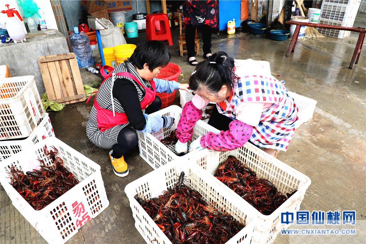 龙虾迎来上市高峰 价格亲民